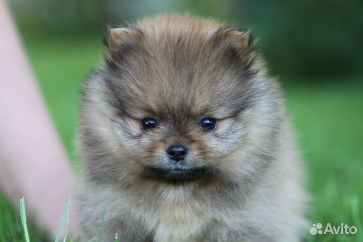Померанский микро мальчик