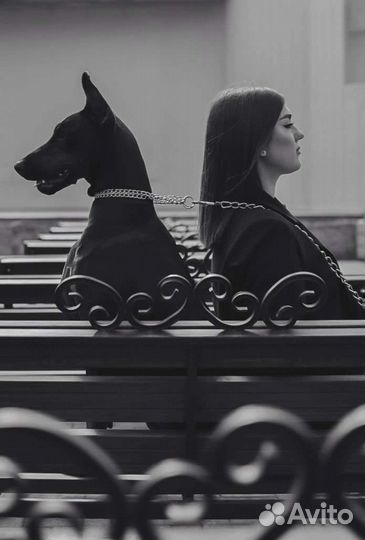 Фотосессии с животными/лошадьми/собаками