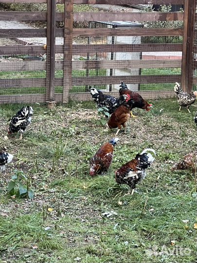 Молодые петушки