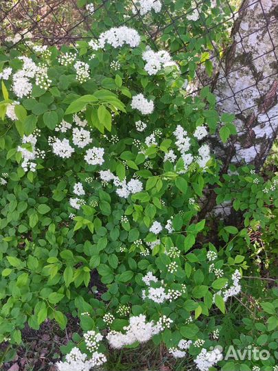 Саженцы спиреи белая и голден леди розовая