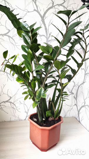 Замиокулькас