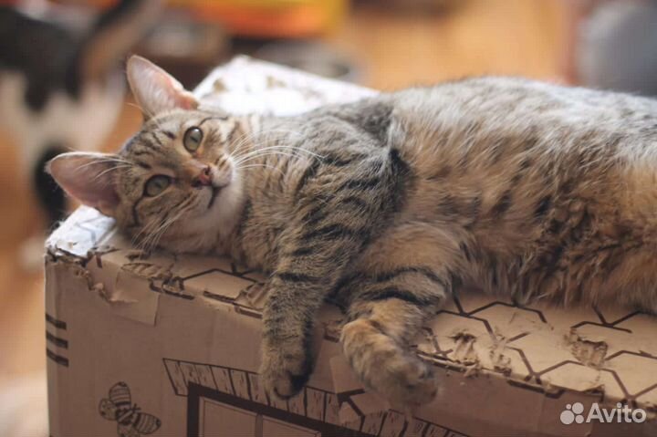 Кот Тигр в добрые руки