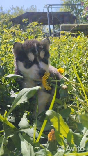 Щенки Сибирской Хаски