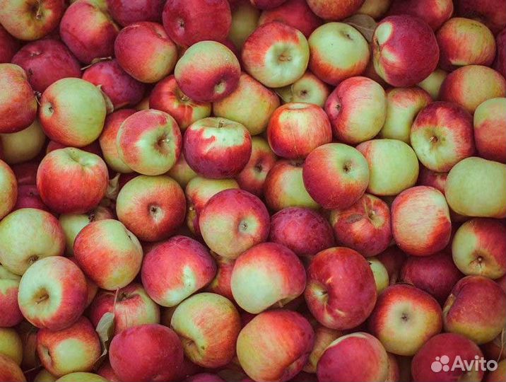 Яблоки Корма для животных
