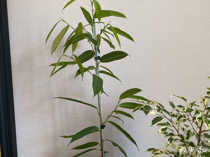 Алоэ, каланхоэ, Фикус Али, Бенджамина