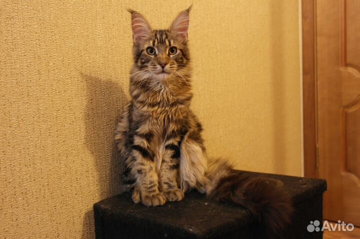 Кот мейн-кун ищет кошку для вязки