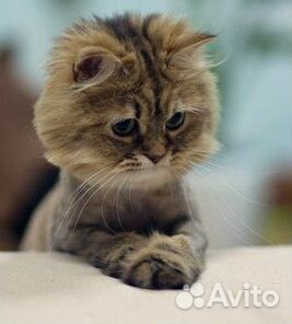 Стрижка котов