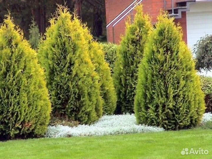 Туя Голден Брабант