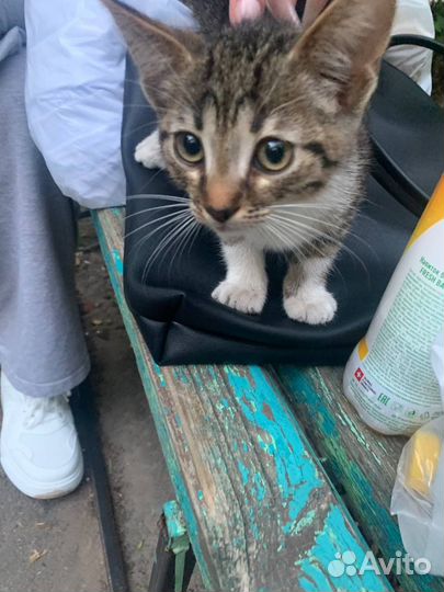 Котята в добрые руки бесплатно