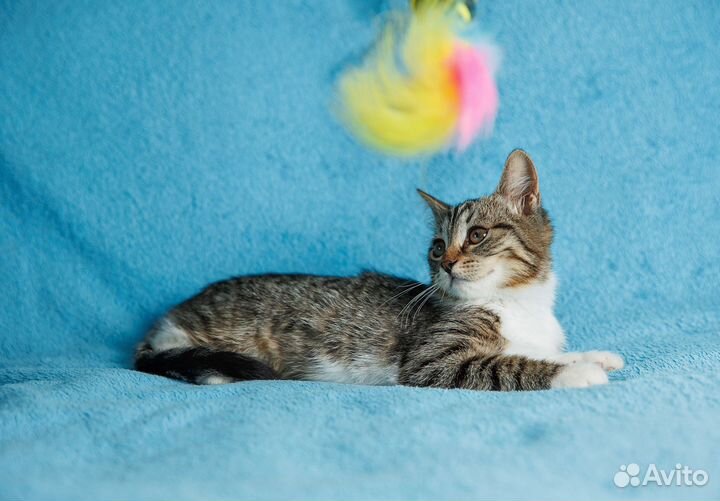 Лулу наполнит ваш дом радостью, а сердце теплом