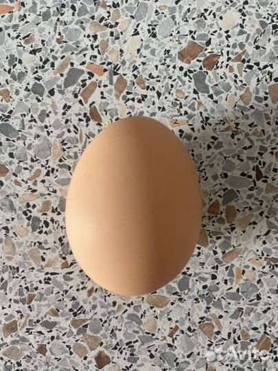 Инкубационное яйцо