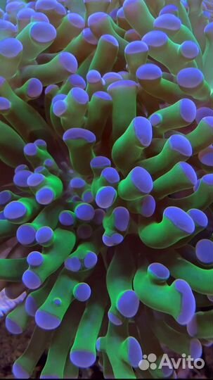 Морские кораллы Живые