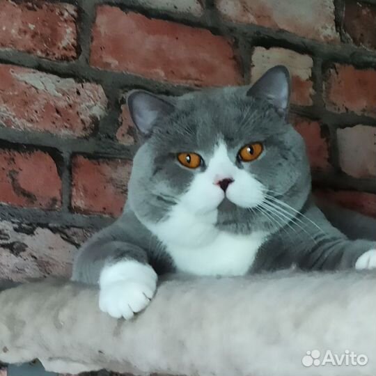 Милый британский малыш