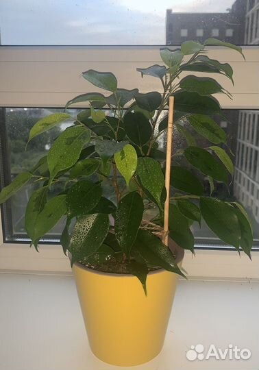 Фикус бенджамина