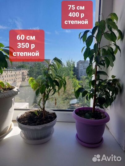 Комнатные растения