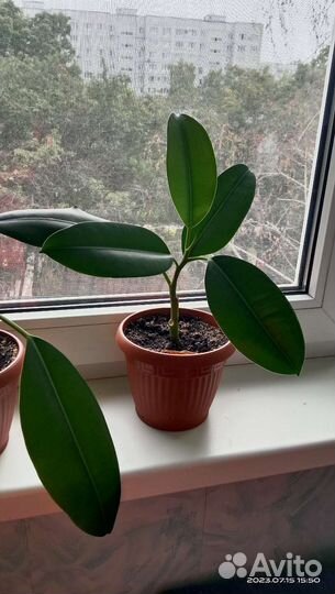 Фикус каучуконосный