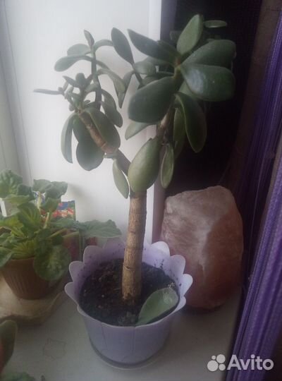 Комнатные цветы мамилярия, кудрявый хлорофитум