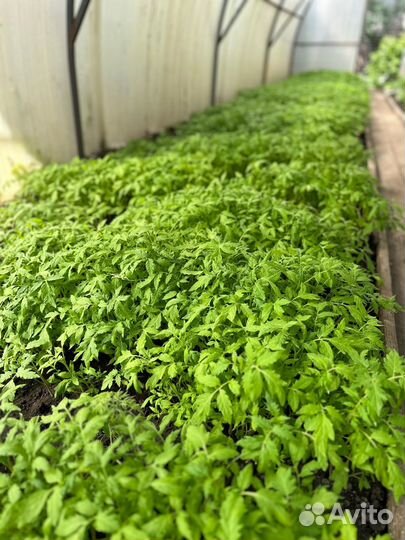 Рассада помидор