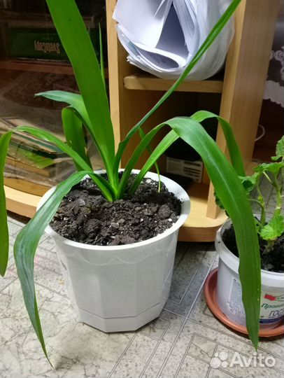 Пальма юкка