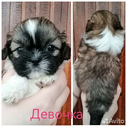 Ши-тцу