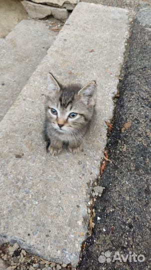 Котята