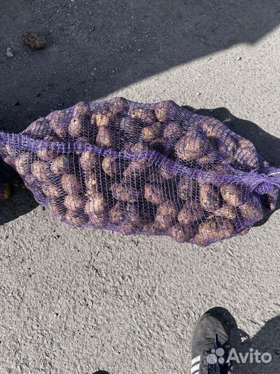 Продам картофель