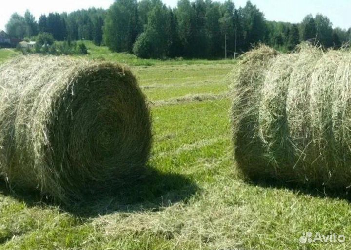 Сено в тюках