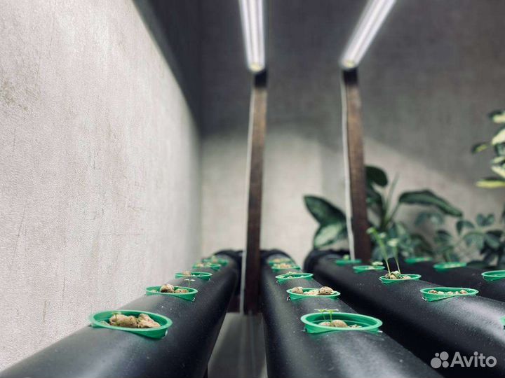 Гидропонная грядка black pot