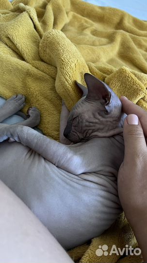 Донской сфинкс