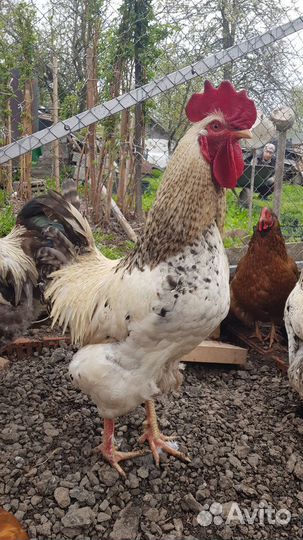 Петухи домашние