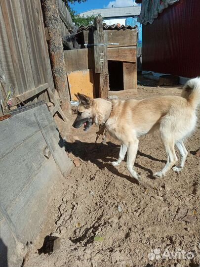 Собака в добрые руки отдам бесплатно