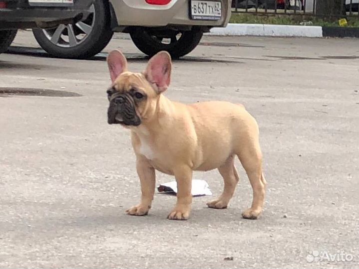 Французский бульдог щенки