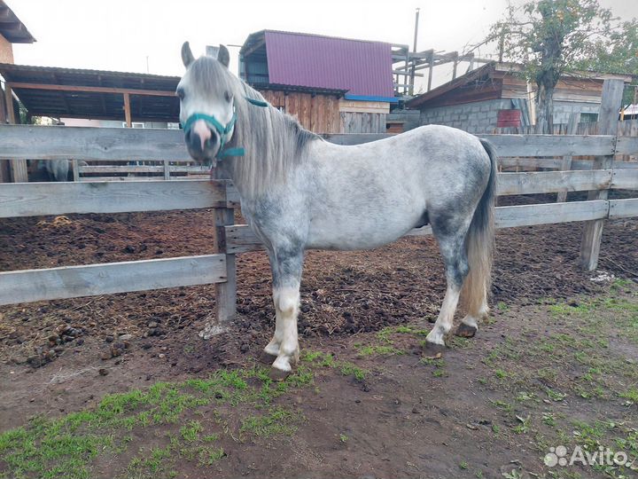 Уэльский пони