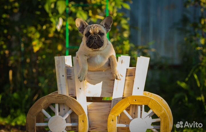 Девочка француженка