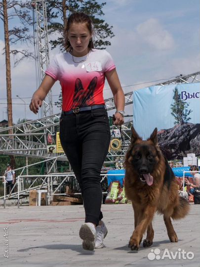 Дрессировка собак, Зоогостиница, передержка