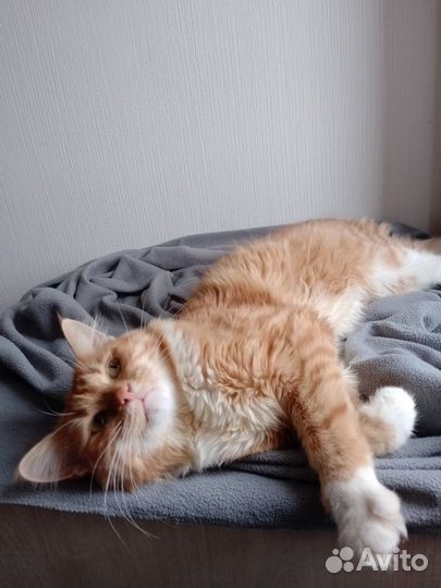 Лучезарный котик ищет семью