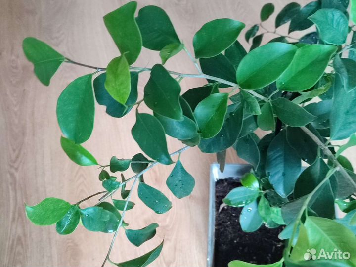 Фикус большой в горшке