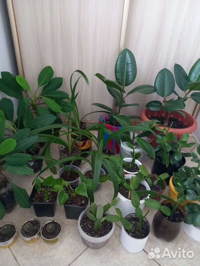 Комнатные растения