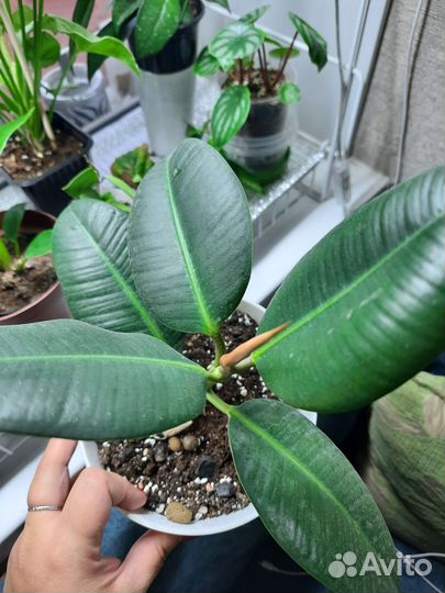 Фикус, эпипремнум, гибискус,сингониум