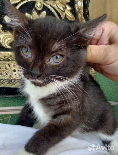 Кошки бесплатно