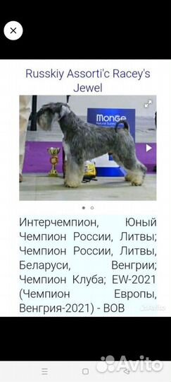 Щенок цвергшнауцера
