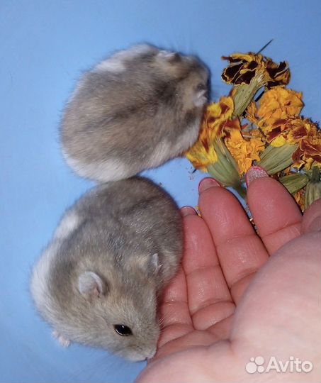 Маленькие джунгарские хомячки