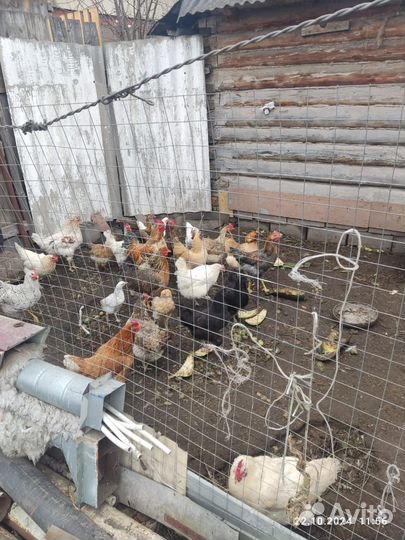 Петрушки молодые