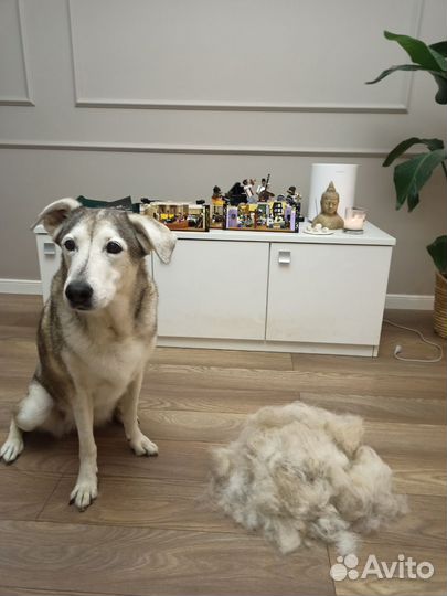 Грумер с выездом на дом