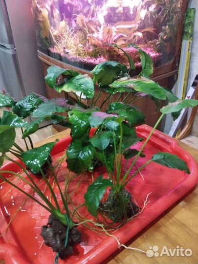 Анубиса Бартера каладафолия