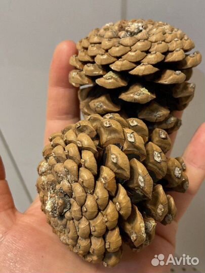 Шишки сосновые