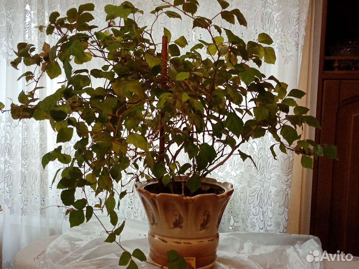 Берёзка, циссус