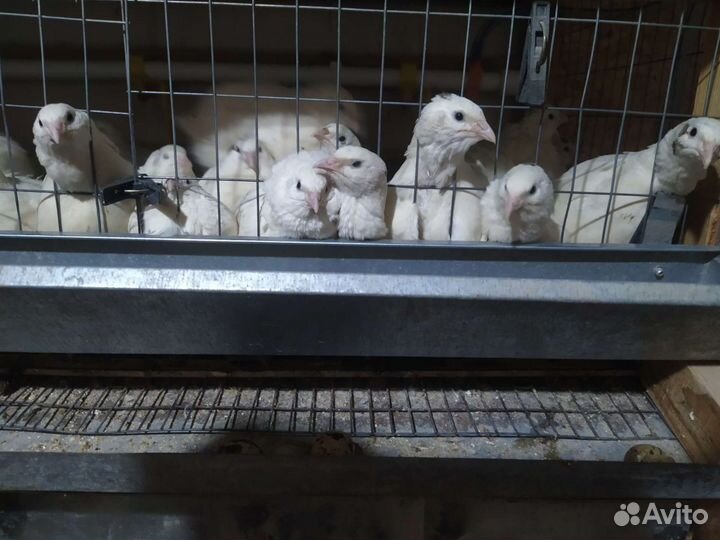 Перепелки несушки