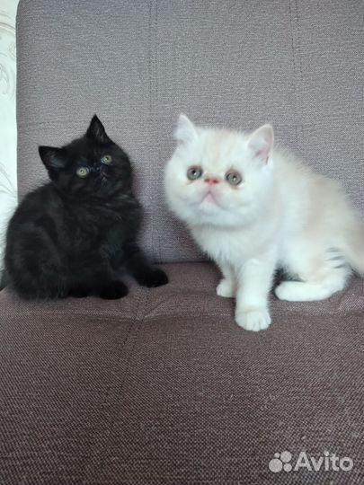 Два кота