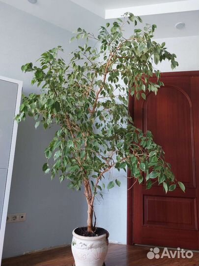 Фикус бенджамина пестролистный